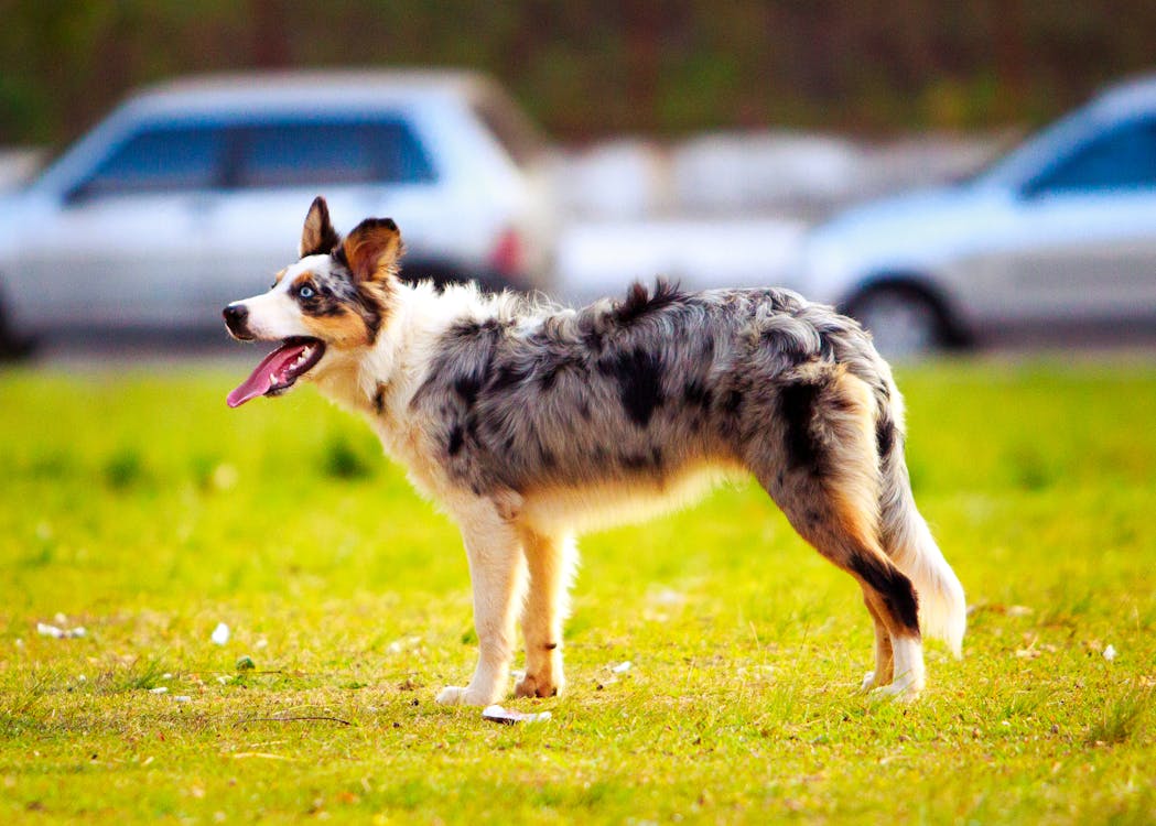 A blue merle Australian Shepherd